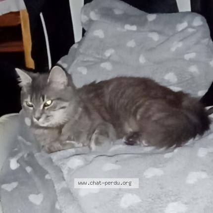 Photo 1/1 Chat retrouvé Perdu à Saint avertin