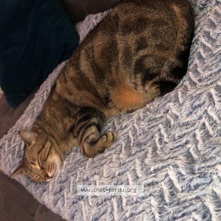 Photo de chat perdu à Larcay