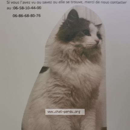 Ruby Chat Perdu A Henin Beaumont Chat Perdu France