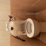 Photo de chat perdu à Apt