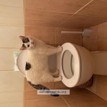 Photo de chat perdu à Apt