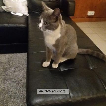 Photo 1/1 Chat retrouvé Perdu à Beziers