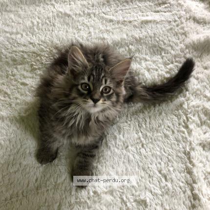 Photo 1/1 Chat retrouvé Perdu à Forcalquier