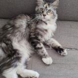 Photo de chat perdu à 76000 Rouen