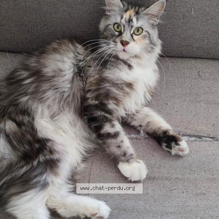 Photo de chat perdu à 76000 Rouen