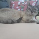 Photo de chat perdu à Lyon 08