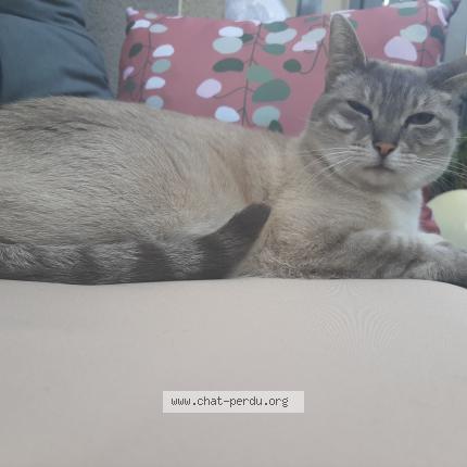 Photo 1/1 Chat retrouvé Perdu à Lyon 08