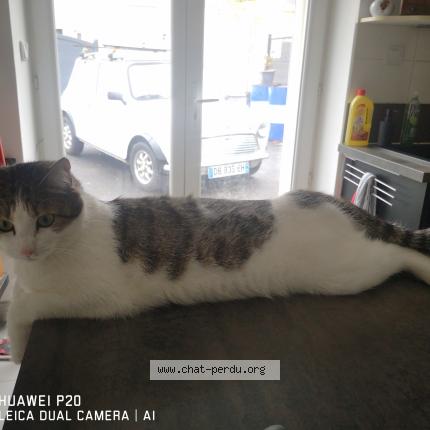 Photo 1/1 Fripouille Chat perdu à Quimperle