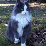 Photo de chat perdu à Saint Gildas Des Bois