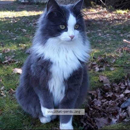 Photo 1/1 Chat retrouvé Perdu à Saint gildas des bois
