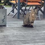 Chat Trouve Eure 27 France Chat Trouve Eure 27 France