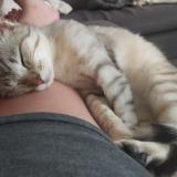 Photo de chat perdu à Chermignac