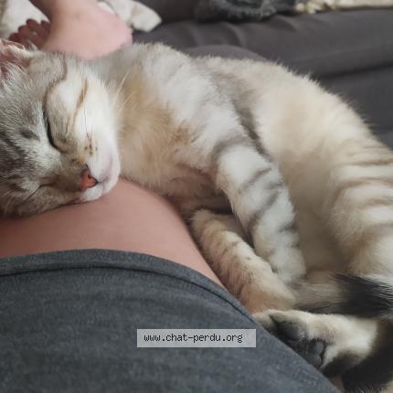 Photo 1/1 Chat retrouvé Perdu à Chermignac