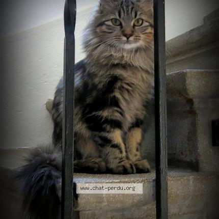 Photo 1/1 Chloé Chat perdu à Mons celas