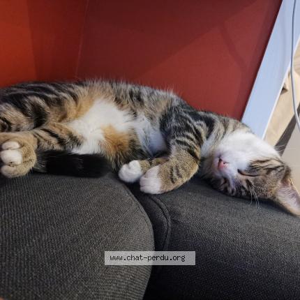 Photo de chat perdu à Chasse Sur Rhone