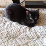 Photo de chat perdu à Nantes