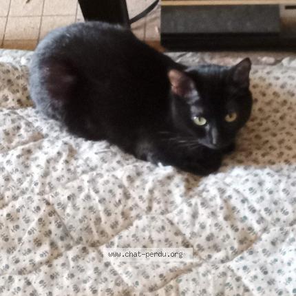 Photo 1/1 Chat retrouvé Perdu à Nantes