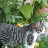 Photo de chat perdu à Prevelles