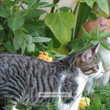 Photo 1/1 Chat retrouvé Perdu à Prevelles