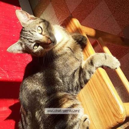 Photo de chat perdu à Le Garric