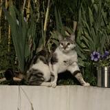 Chat Trouve Eure 27 France Chat Trouve Eure 27 France