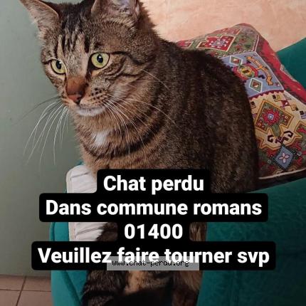 Fripon Chat Perdu Et Retrouve A Romans Chat Perdu France