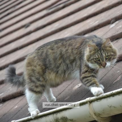 Photo 1/2 Mooko Chat perdu à Montbazon