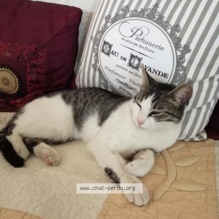 Photo 1/1 Kiwie Chat perdu à Villeneuve les beziers