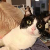 Photo de chat perdu à Champeaux