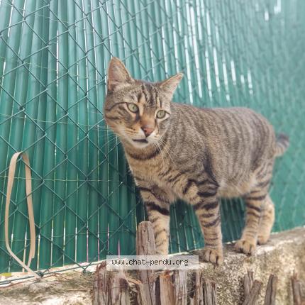 Photo 1/1 Marty Chat perdu à Montpellier