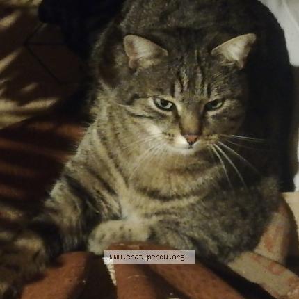 Photo 1/1 Nathalie JEANNE Chat perdu à Boujan sur libron