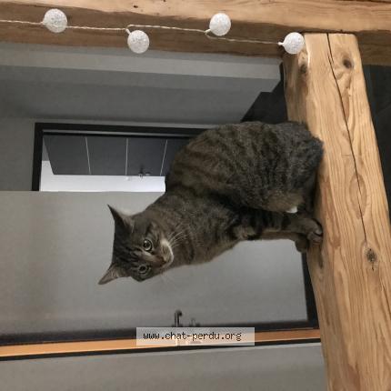 Hercule Chat Perdu A Krautergersheim Chat Perdu France