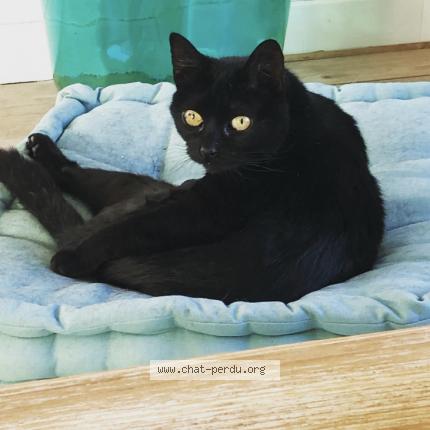 Photo 1/1 Mouche Chat perdu à Yermenonville