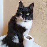 Photo de chat perdu à Cheverny