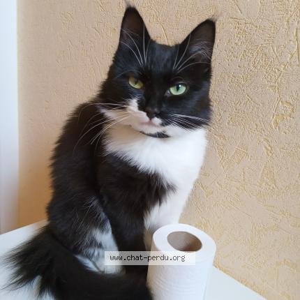 Photo 1/1 Chat retrouvé Perdu à Cheverny