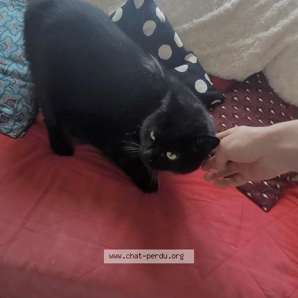 Photo 1/1 Chat retrouvé Trouvé à Rouen