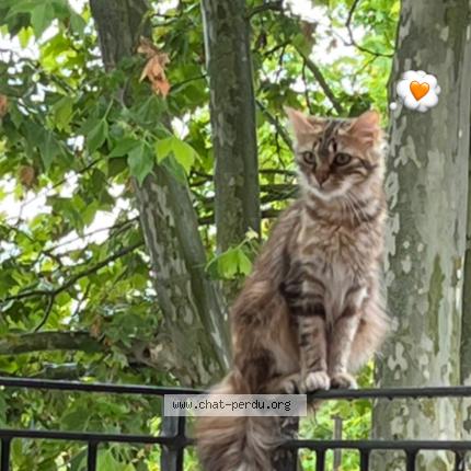 Photo 1/1 Chat retrouvé Perdu à Toulouse