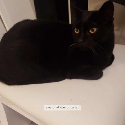 Guizmo Ou Bebe Chat Perdu A Balma Chat Perdu France