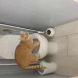 Photo de chat perdu à Romans Sur Isere