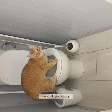 Photo 1/1 Chat retrouvé Perdu à Romans sur isere