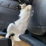 Photo de chat perdu à Varilhes