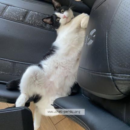 Photo 1/1 Chat retrouvé Perdu à Varilhes