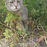 Photo de chat perdu à La Hume