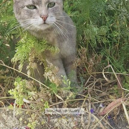 Photo 1/1 Chat retrouvé Perdu à La hume