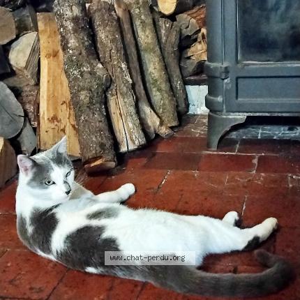 Photo 1/1 Marmotte Chat perdu à Marigny l eglise