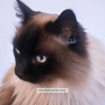 Photo 1/1 Itac Chat perdu à Redon