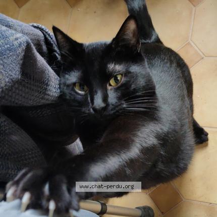 Photo 1/1 Raiden Chat perdu à Orly