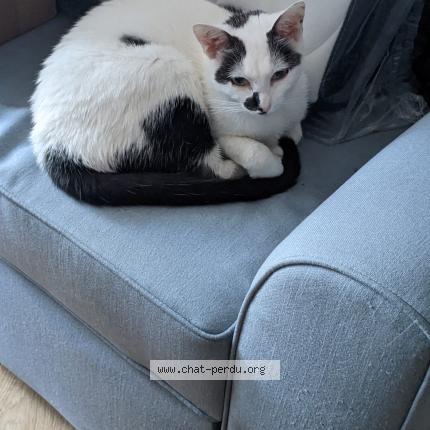 Photo 1/1 Chat retrouvé Perdu à Laval