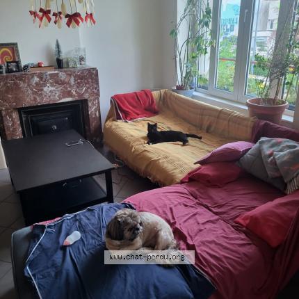 Photo de chat perdu à Lyon