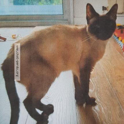 Photo 1/1 Calimot Chat perdu à Bordeaux